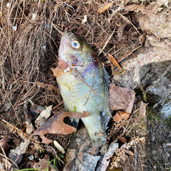 fish with styrofoam